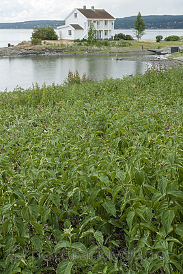 BB 08 0169 / Vincetoxicum rossicum / Russesvalerot